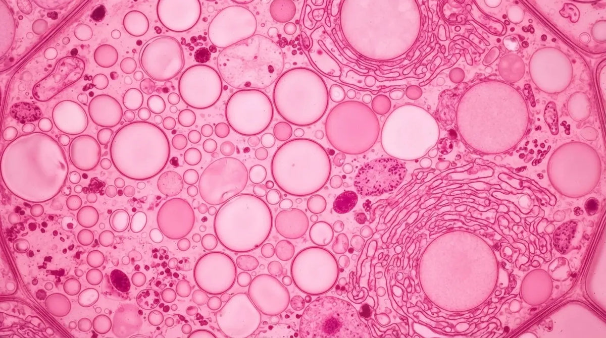 Illustration en teintes roses de l’intérieur d’une cellule, façon microscopie, avec de nombreuses vésicules rondes et des replis de membranes
