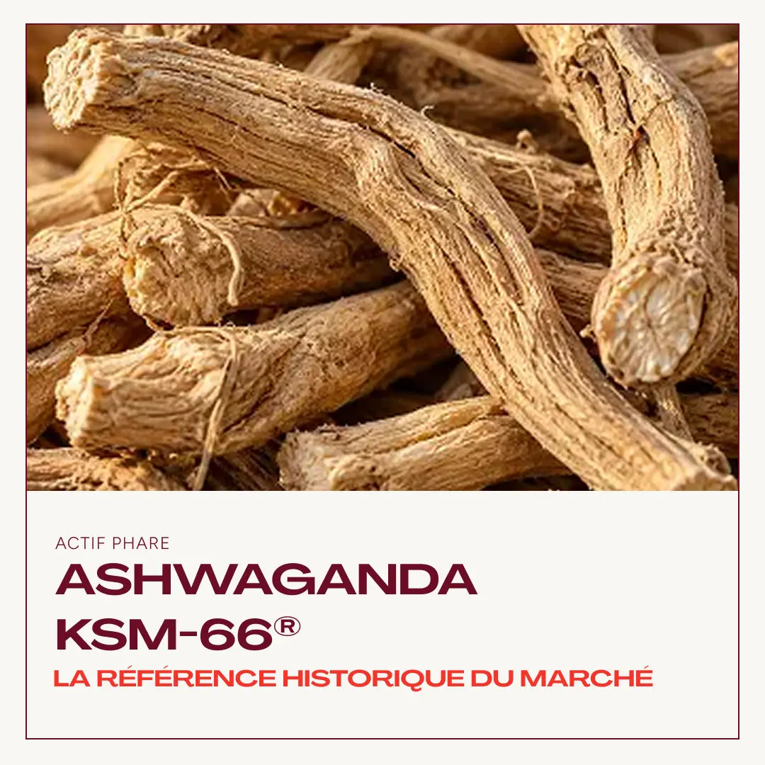 Close-up of dried ashwagandha roots. Text: "Key active: Ashwagandha KSM-66®, the market's long-standing benchmark"