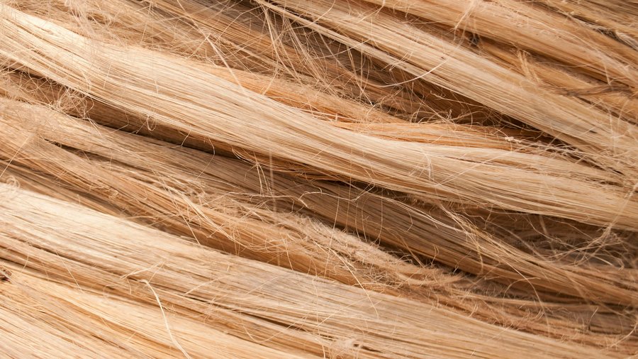 Gros plan sur des fibres végétales brutes, blondes et entremêlées
