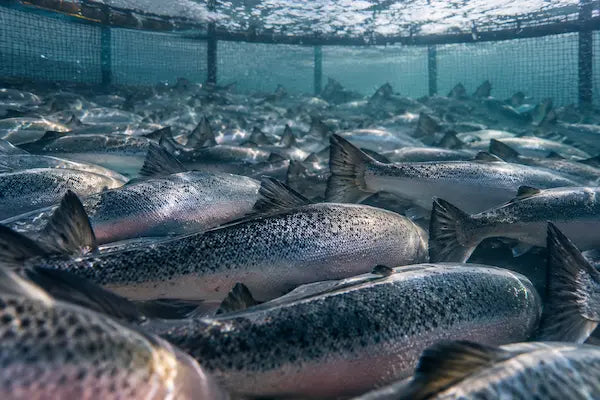 Vue sous-marine d’un banc dense de saumons dans un enclos à filets d’une ferme d’élevage
