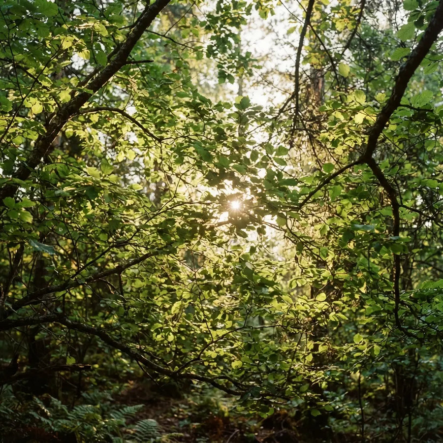 Rayons de soleil filtrant à travers le feuillage vert d’un sous-bois, avec des fougères au premier plan